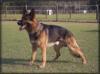 Tarek V.D. Ybajo Hoeve