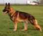 Camil Betkin dvor