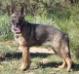 Addison von RUFFGSD