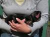 Chendo Roan van Huize Bardusa