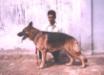 Panja of Rose-Garden (Alex)