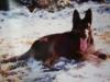 POLICE PATROL DOG Tess von der Höllenburg