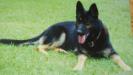 POLICE K-9  NNDDA GA Nadja Vom Rochfords