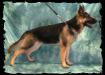 Bassia Canislog