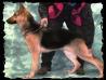 Barisa Canislog