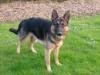 Chana Chance van Huize Bardusa