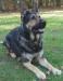 Diesel Von Barren Berg