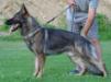 Baxter Vikar