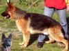 Fox Dell'Alto Pino (2007)