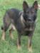 vonchienloup flame