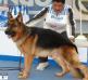  Kanto Der Blauen Hunde