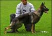 Conny vom Gillrather Traum