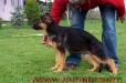 Elvis von Alp