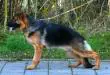Nex vom Lehnhof