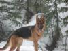 Brody Vom Holistica Gs Hutte