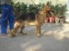 purva's goldwin's alex