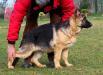 Figo von Alp