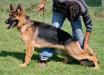 Hermes von ALP