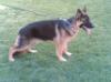 Goscha von Alp
