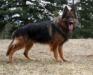 Argus Maximus von Hoffnung