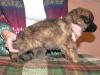Brawos Bis (FCI) LESSIE