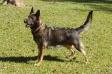 POLICE PATROL DOG Tess Vom Lori Rochfords