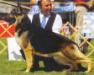 Windwalker's XL Erynbrook Achtung