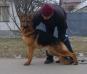 Rony crveni Mayestoso