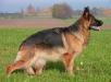 Biggi vom Zellergrund