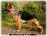 LINERN CHINO