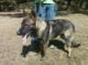 Axel von RuffGSD