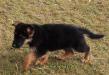 Jeck von Alp
