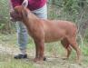 Red Dog Ridge La Joya Roja