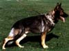 V,CAC,CACIB Alex von den Ringwällen