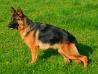 Graensen's Cirene