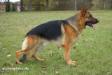 Esico von Scrapelowe