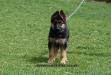 Kral von Alp