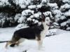 Lewcinka's Franka Von Phenom <span style="color: darkblue">CD TT (QUESTION IF THIS DOG COMES FROM PUREBRED GSDs)</span>