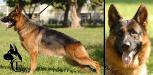 Quantum Canine Extreme