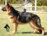 Nitro Canine Extreme