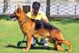 V2 NAGPUR GSD SHOW Makay Blue Iris