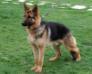 Bongo von ALP