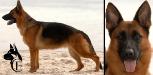 Leah Canine Extreme