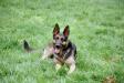 Sheeba My Beautiful