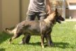 Fantasma Negra Canine Extreme