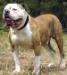 CH Bama's Best Kubla Khan