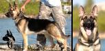 Equis Canine Extreme