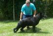 Ianblack von C Molina Zwinger (Reyfonas & Lord Manske )