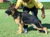 Rony de Chenil el Togo