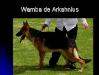 Wamba de Arkahnius